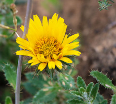 Berkheya barbata