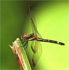 Micrathyria laevigata