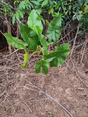 Montrichardia