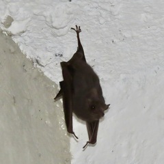 Balantiopteryx plicata