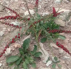 Blitum virgatum