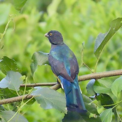 Trogon citreolus