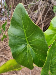 Montrichardia