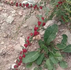 Blitum virgatum