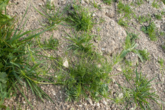 Spergula arvensis