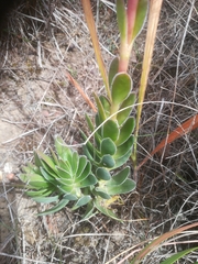 Crassula ciliata