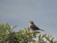 Emberiza capensis