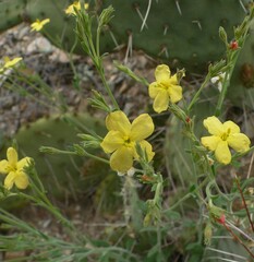 Menodora scabra