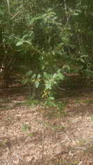 Salix aurita