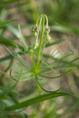 Spergula arvensis