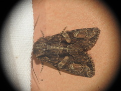 Dryobotodes tenebrosa