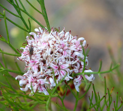 Serruria ascendens