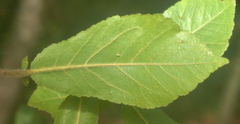 Salix aurita