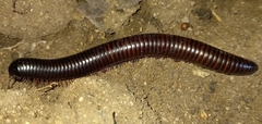 Julidae