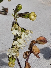 Silene crassifolia