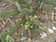 Menodora scabra