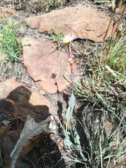 Afroaster serrulatus