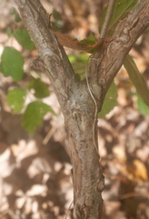 Salix aurita