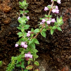 Erica grata