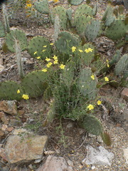Menodora scabra