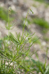 Spergula arvensis
