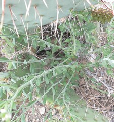Menodora scabra