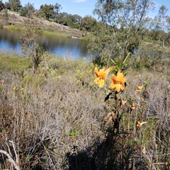 Diplacus aurantiacus