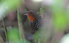 Acropternis orthonyx