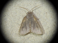 Agrotis trux
