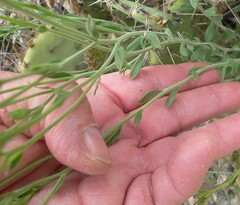 Menodora scabra