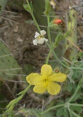 Menodora scabra