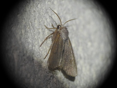 Agrotis trux