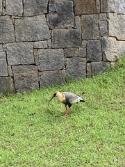 Theristicus caudatus