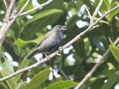 Melanospiza bicolor