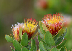 Leucospermum oleifolium