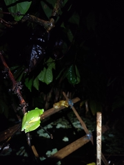 Rhacophorus malabaricus