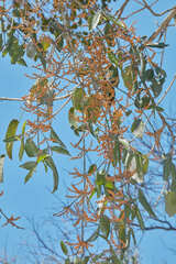 Phoradendron crassifolium