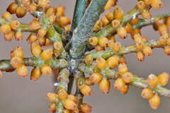 Phoradendron crassifolium