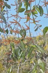 Phoradendron crassifolium