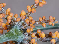 Phoradendron crassifolium