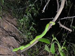 Trimeresurus popeiorum