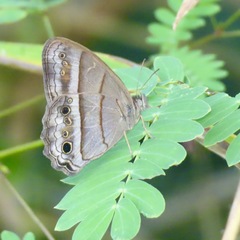 Cissia themis