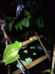 Rhacophorus malabaricus