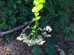 Eupatorium rotundifolium