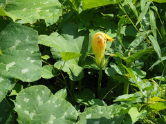 Cucurbita moschata