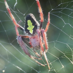 Eriophora ravilla