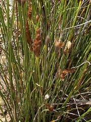 Restionaceae