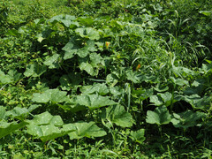 Cucurbita moschata