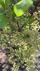 Polistes bahamensis
