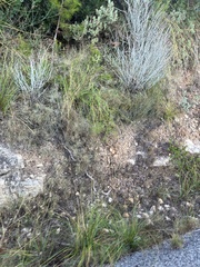 Anthyllis cytisoides